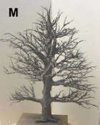 M-tree-basecoat