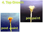 4topgrowth